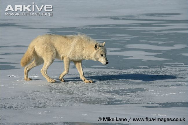 wolf walking side view