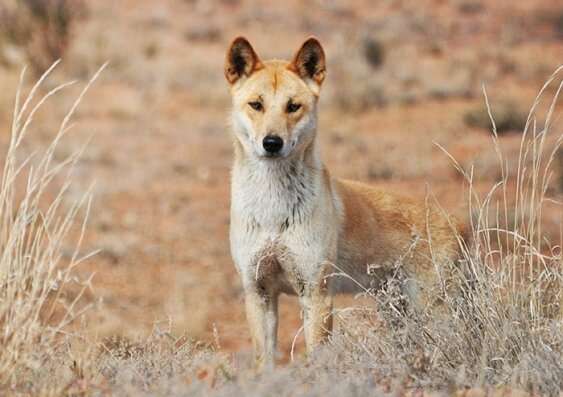 Dingo - Wikipedia