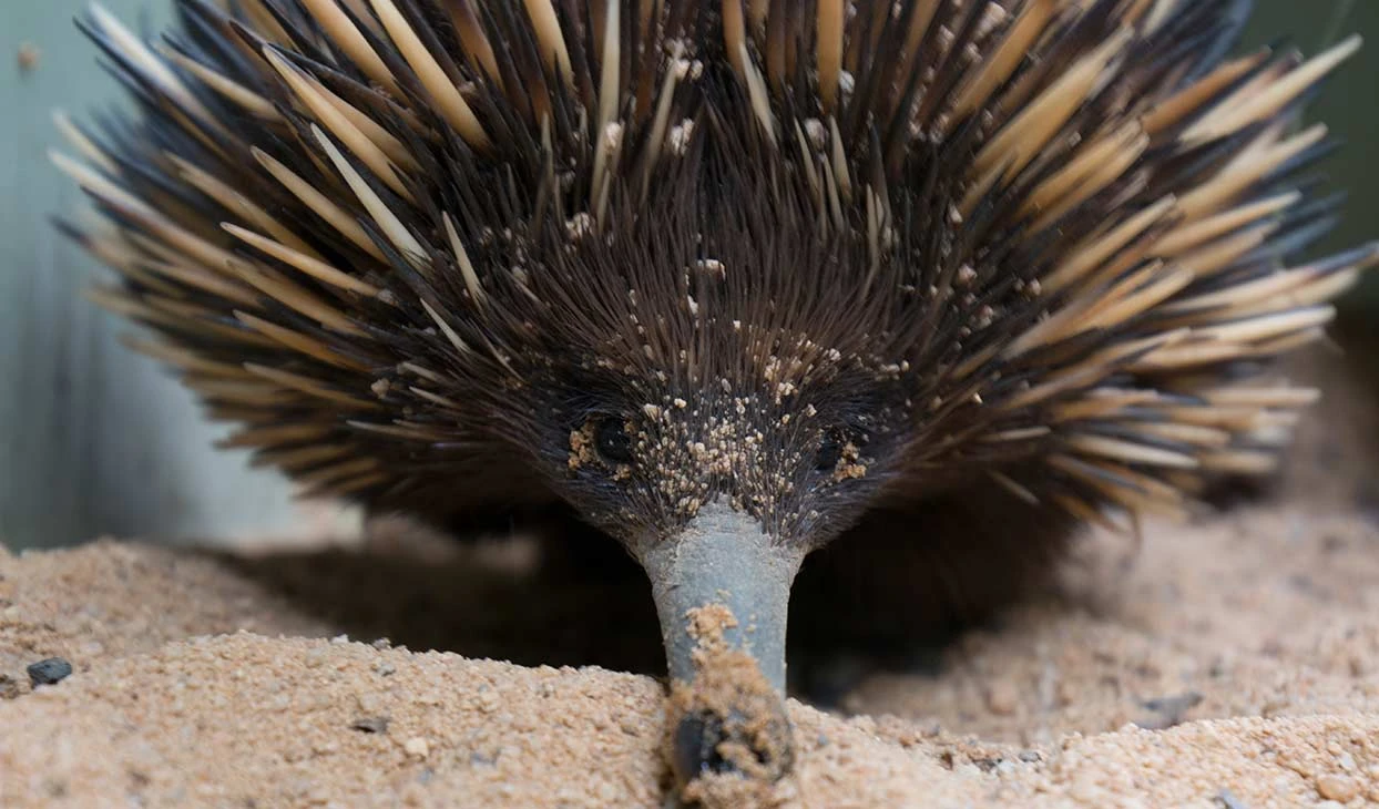 Short Beaked Echidna | Animaliapedia Wiki | Fandom