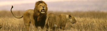 Banner home1.jpg