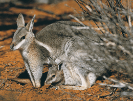 Bridled-Nail-tail-wallabies.gif