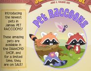 The Pet Raccoons introduced in the Jamaa Journal.