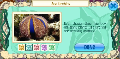 Globe urchin (Mespilia globulus)