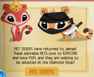 Jamaa Journal Volume 112 announced that the Pet Tigers would return to the Diamond Shop.