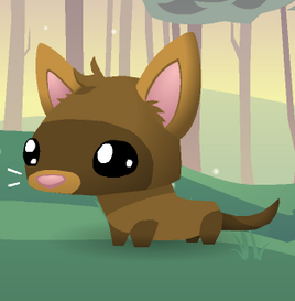 Pet Ferret Infobox