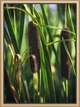 Cattail