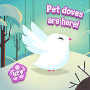 Pet doves are here