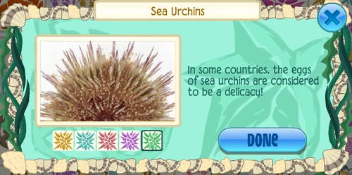 Green sea urchin (Strongylocentrotus droebachiensis)
