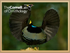 Victoria Riflebird.png