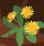 CCDandelion.png