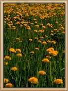 Coral Canyons Dandelions