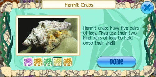 Hairy yellow hermit crab (Aniculus maximus)