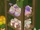 Leap Year Den Items
