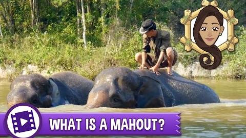 Gabby Wild - What is a mahout?