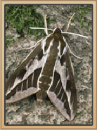 Hawk Moth