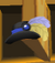 Pet Cardinal feather hat.png