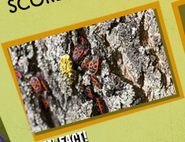 Beetles Image 2