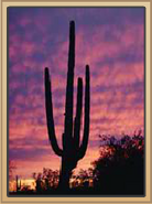 Coral Canyons Saguaro Cactus