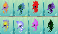 An example of several different Seahorses