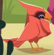 Cardinalsummer
