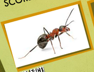 Ant Image 2