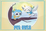 Pet-owls-are-back-in-animal-jam