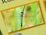 Dragonfly Image 3