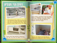 Falcons Minibook 5