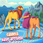 DailyExplorer CamelsArrive