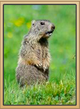 NewWoodchuckPhoto.png