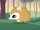 Pet Hedgehog