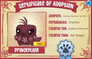 Pet Magenta Seal Adoption Certificate /w Lashes