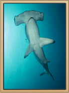 Hammerhead Shark