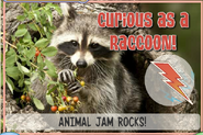 Raccoonjag