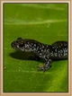Salamander