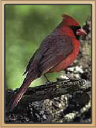 Coral Canyons Cardinal