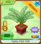 Pygmy Date Palm red