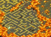 Haymaze-3