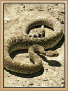 Coral Canyons Rattlesnake