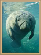 Kani Cove Manatee