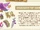 Renaissance Fair Bundle