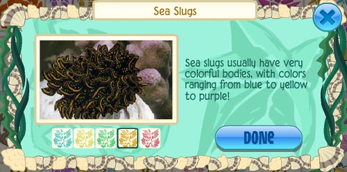 Black-and-gold sapsucking slug (Cyerce nigricans)