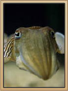 Cuttlefish