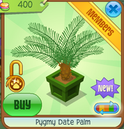 Pygmy Date Palm green