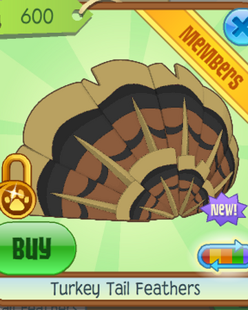 Turkey Tail Feathers Animal Jam Wiki Fandom