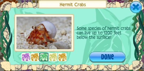 Hidden hermit crab (Calcinus latens)