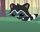 Pet Raccoon Example.png