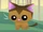 Pet Kitty