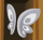 Poodle moth wings spots.png