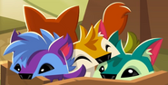 Bundle-Of-Pet-Coyotes-Artwork